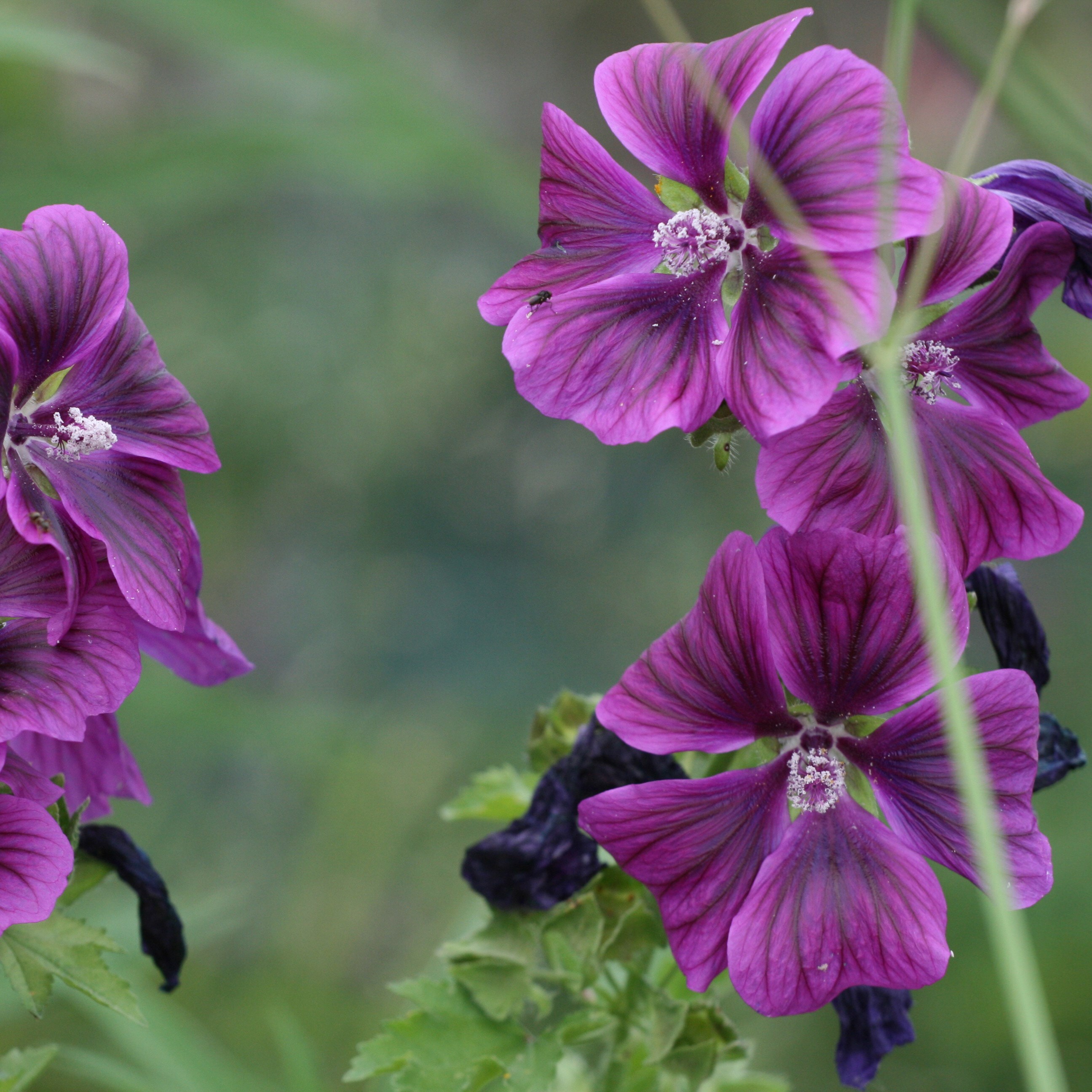 Malva Malva
